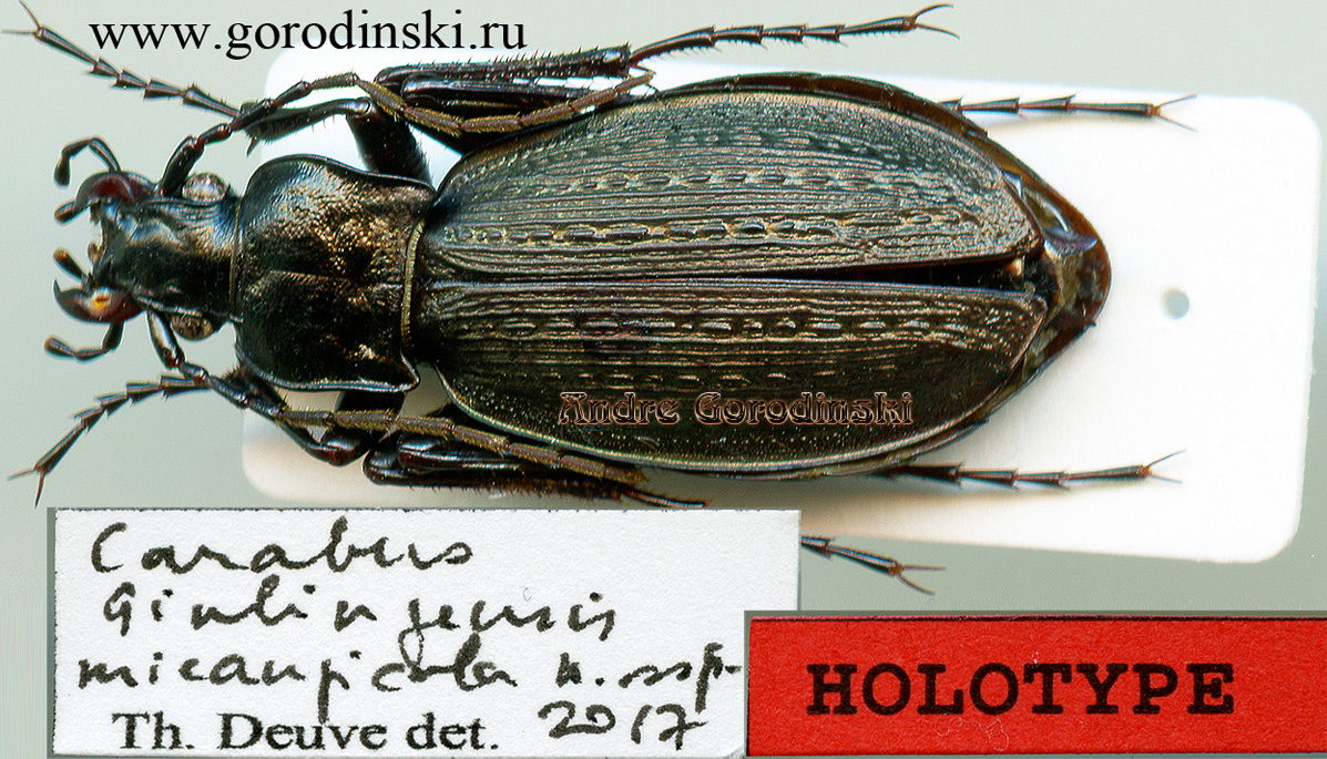 http://www.gorodinski.ru/carabus/Hypsocarabus qinlingensis micangicola.jpg